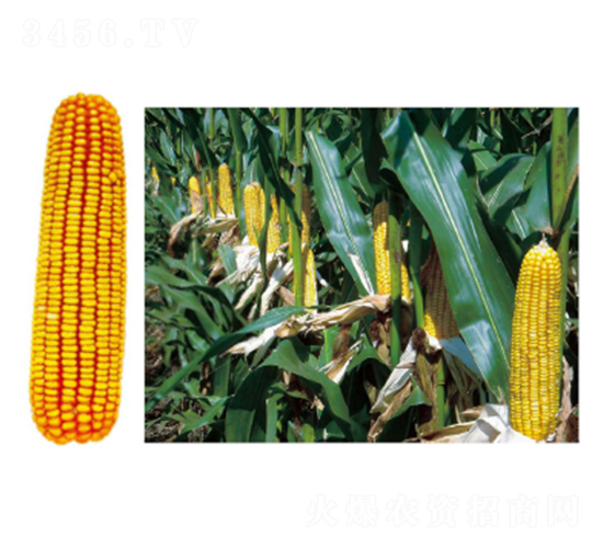 ����73-1-���׷N��-�зN���F(tu��n)