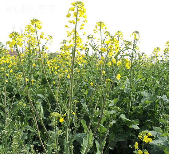 ����5103-�Ͳ˷N��-���r�l(f��)