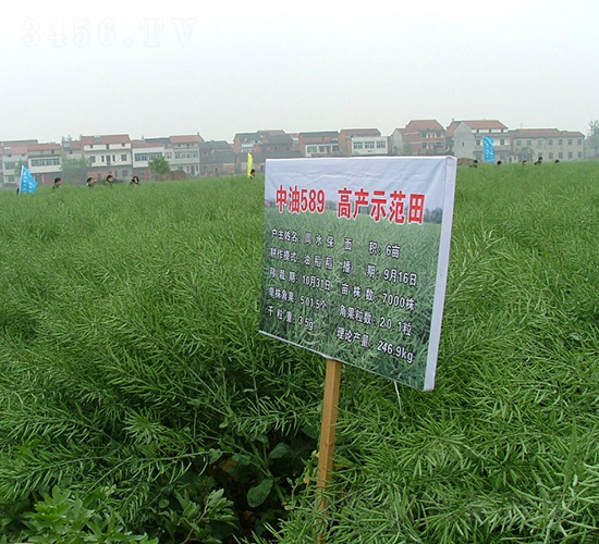 ����589-�Ͳ˷N��-���r(n��ng)�l(f��)