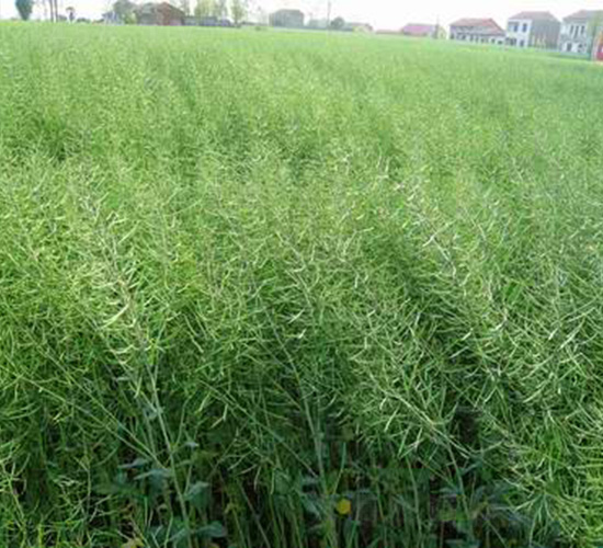 �����s11-�Ͳ˷N��-���r(n��ng)�l(f��)