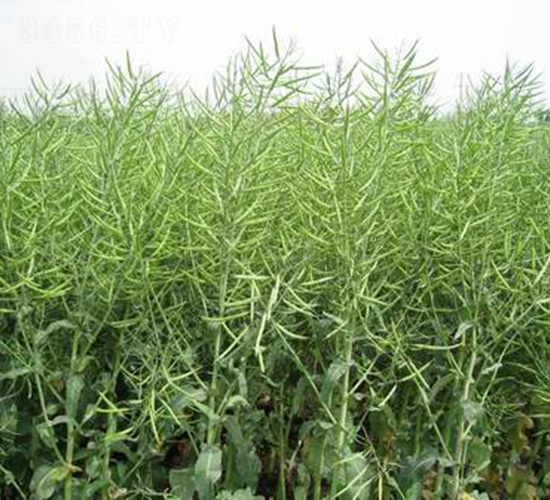 �����s2̖(h��o)-�Ͳ˷N��-���r(n��ng)�l(f��)