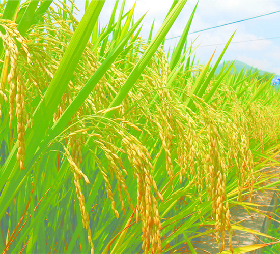 Y�Ƀ�(y��u)750-ˮ���N��-�зN���F