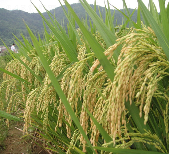 �t̩��(y��u)996-ˮ���N��-�зN���F(tu��n)