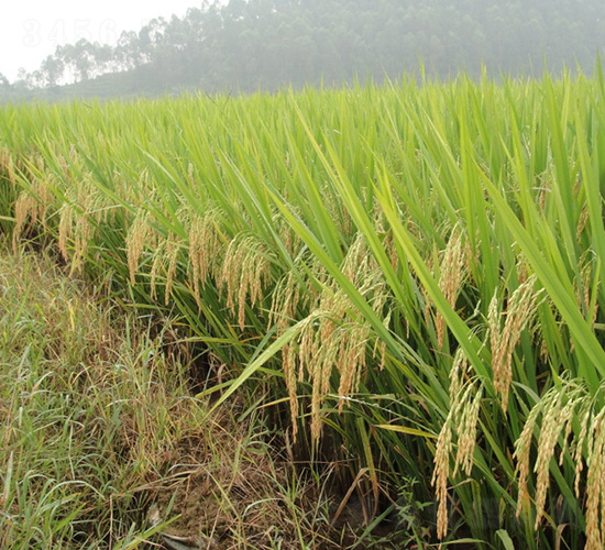 �(y��u)9798-ˮ���N��-�зN���F(tu��n)