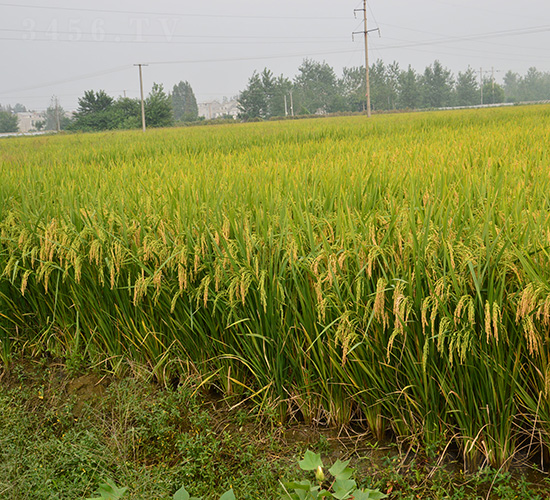 �V�Ƀ�(y��u)16-ˮ���N��-�зN���F(tu��n)