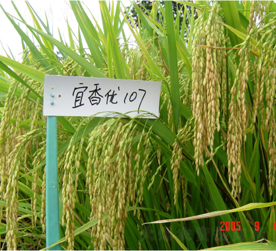 ����107-ˮ���N��-�зN���F