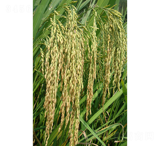 ����(y��u)107-ˮ���N��-�зN���F(tu��n)