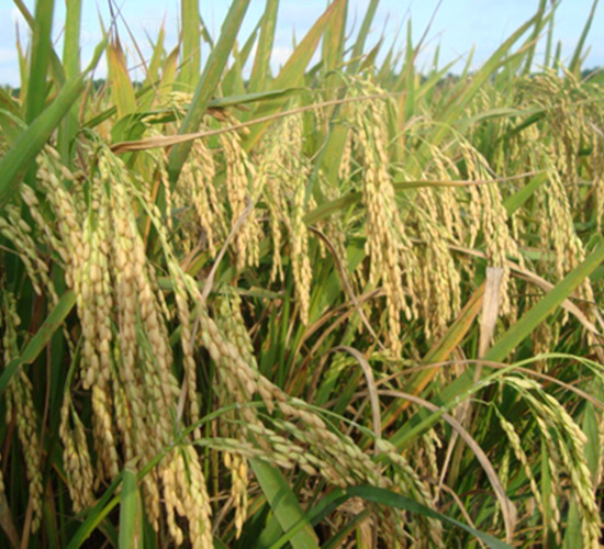 ��(y��u)202-ˮ���N��-�зN���F(tu��n)