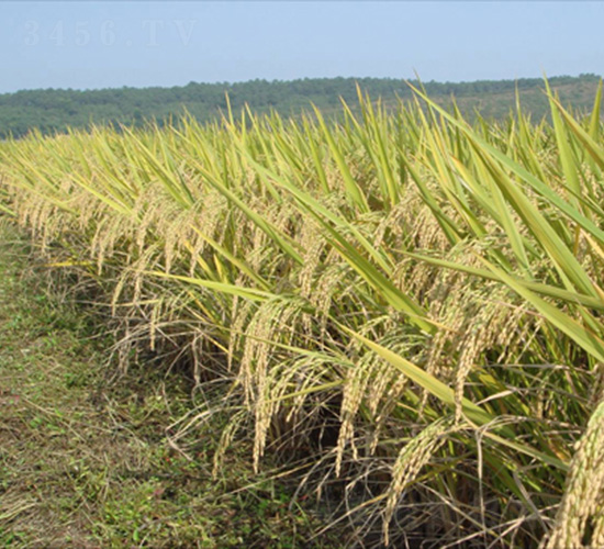 ���s629-ˮ���N��-�зN���F(tu��n)