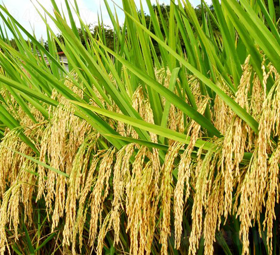 ʢ̩��(y��u)722-ˮ���N��-�зN���F(tu��n)