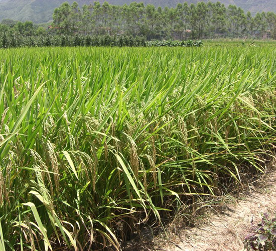 ̩�S��(y��u)656-ˮ���N��-�зN���F(tu��n)