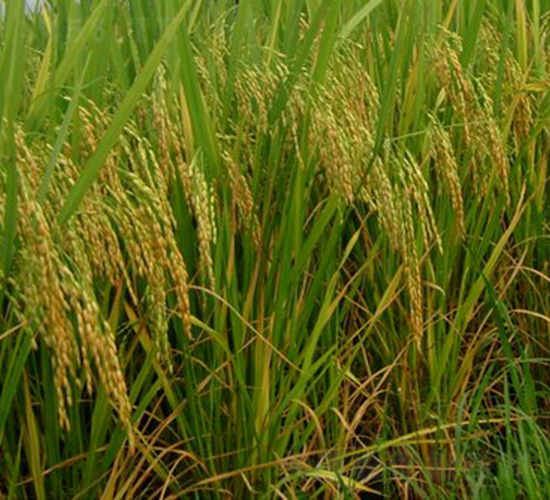 ����(y��u)458-ˮ���N��-�зN���F