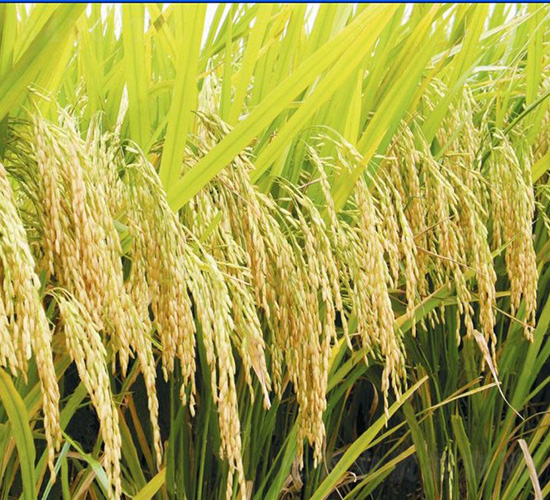 ����(y��u)617-ˮ���N��-�зN���F