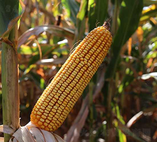 ��1403-���׷N��-�f����r(n��ng)