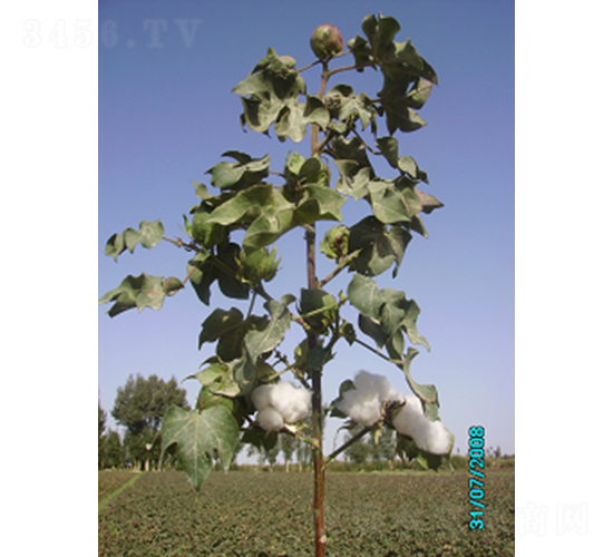 ����431-�޻��N��-�ػͷN�I(y��)