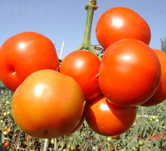 �t��1̖(h��o)-���ѷN��-�ػͷN�I(y��)