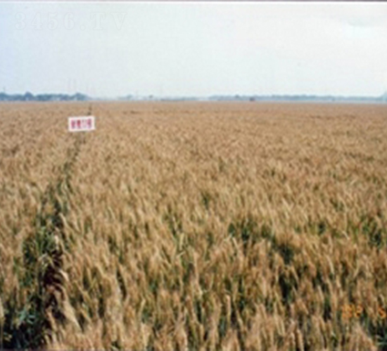 ����11̖(h��o)-С���N��-�ػͷN�I(y��)