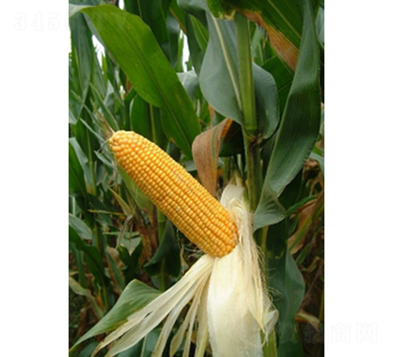 �r(n��ng)��988-���׷N��-�ػͷN�I(y��)