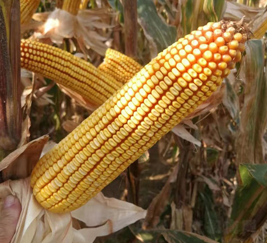 ������303-���׷N��-���ƷN�I(y��)