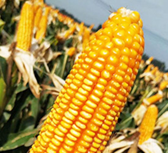 ���1̖(h��o)-���׷N��-��N�I(y��)