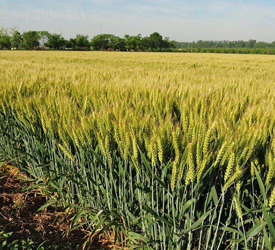 ���r(n��ng)029-С���N��-��N�I(y��)