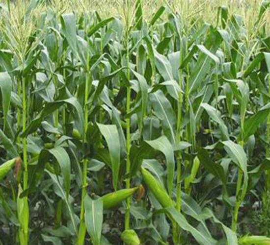 �A��777-���׷N��-�t��N�I(y��)