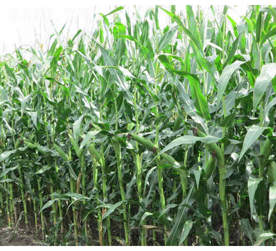 �t��688-���׷N��-�t��N�I(y��)