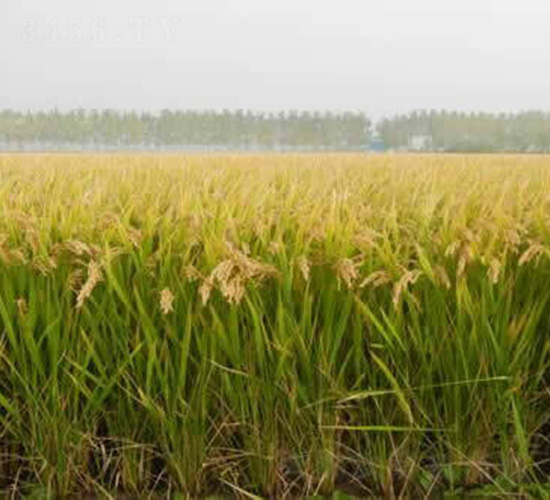 ����5̖-ˮ���N��-�t��N�I(y��)