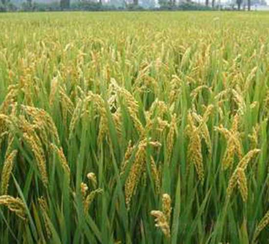 �Ͼ�5055-ˮ���N��-�t��N�I(y��)