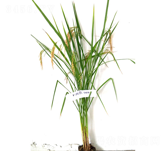 Y�Ƀ�(y��u)569-ˮ���N��-�t��N�I(y��)