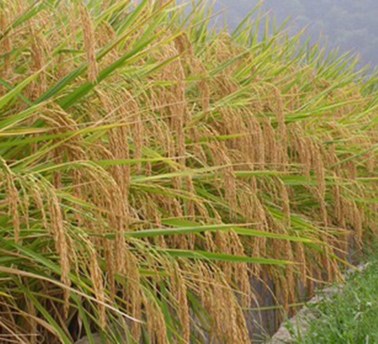 ���マ(y��u)510-ˮ���N��-�t��N�I(y��)