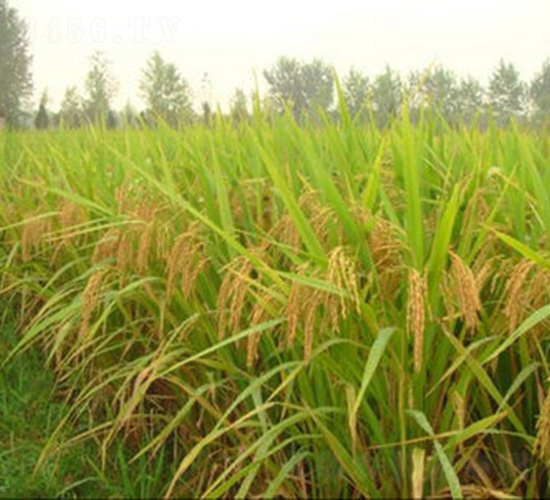 ���σ�(y��u)1̖(h��o)-ˮ���N��-�t��N�I(y��)