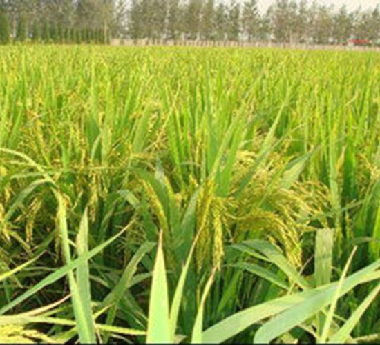 ���σ�(y��u)510-ˮ���N��-�t��N�I(y��)