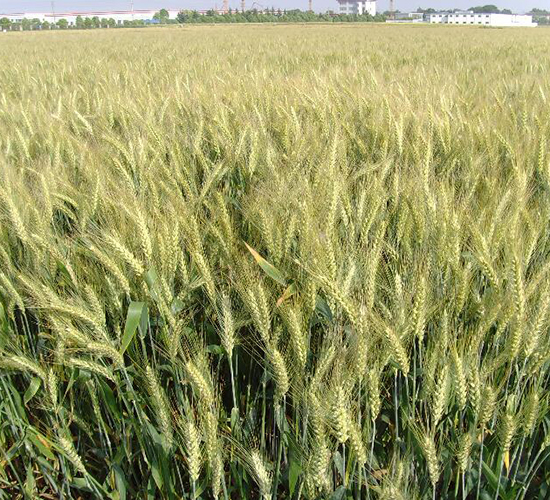 �P(y��ng)ݗ��17-С���N��-������