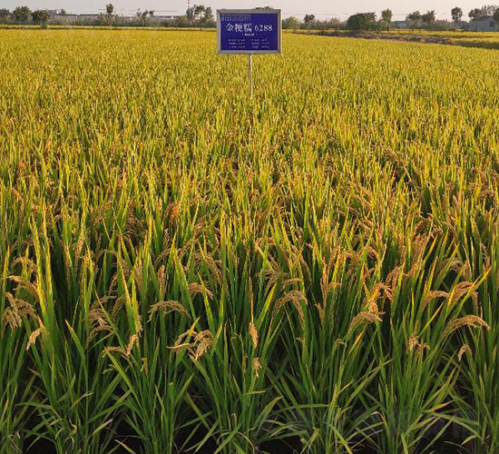 ��Ŵ6288-ˮ���N��-������