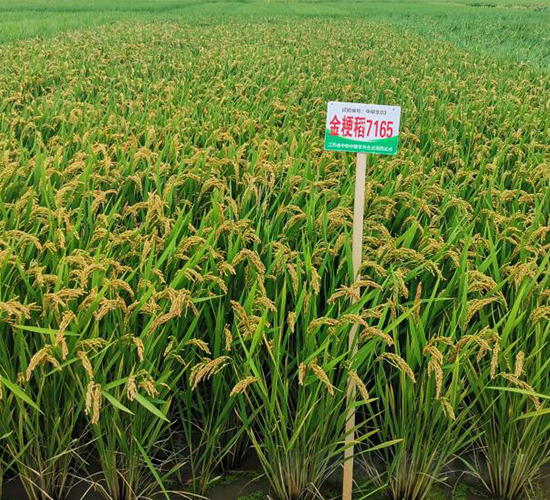 �𾬵�7165-ˮ���N��-������