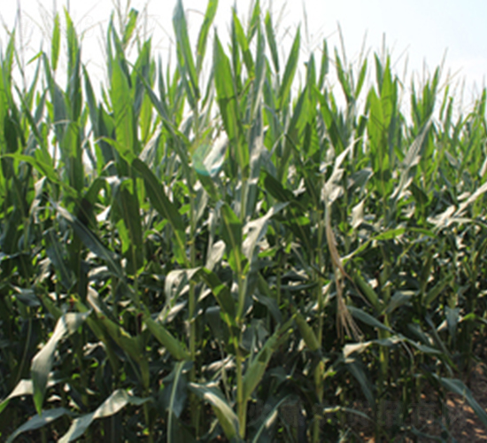 ����218-���׷N��-���S�N�I(y��)