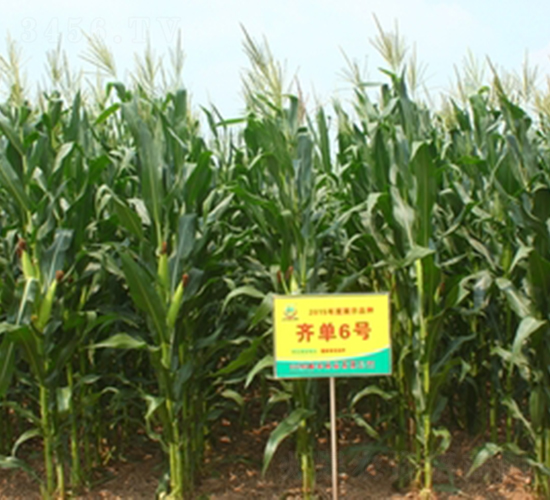 �R��6̖-���׷N��-���S�N�I(y��)