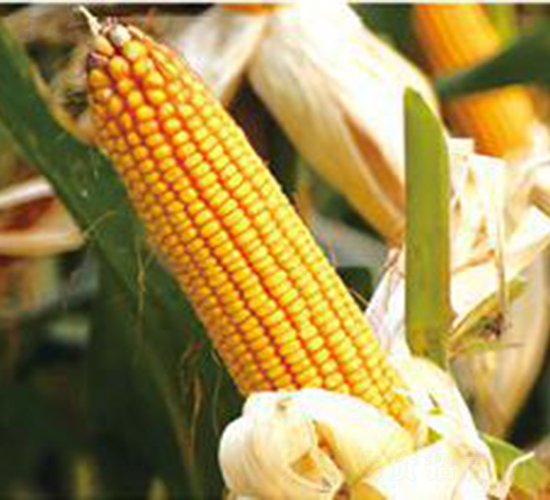 �m��218-���׷N��-���S�N�I(y��)