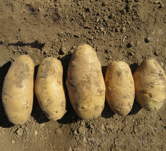 Ӣ��S��-�����N��-���S�N�I(y��)