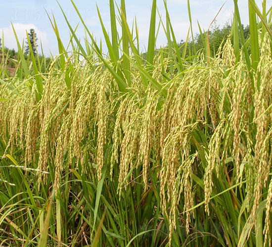 ��Ŵ��(y��u)6̖(h��o)-ˮ���N��-�����N�I(y��)