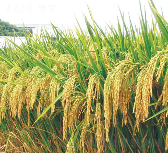 ���d�Ƀ�(y��u)164-ˮ���N��-�����N�I(y��)