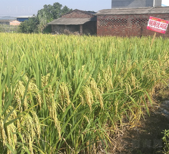 ���Ƀ�(y��u)468-ˮ���N��-�����N�I(y��)