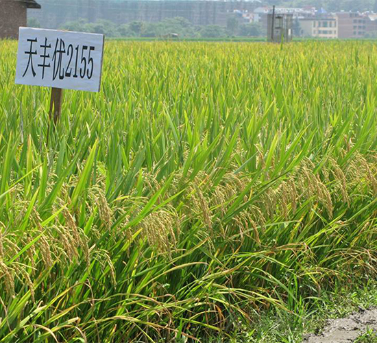 �샞(y��u)2155-ˮ���N��-�����N�I(y��)