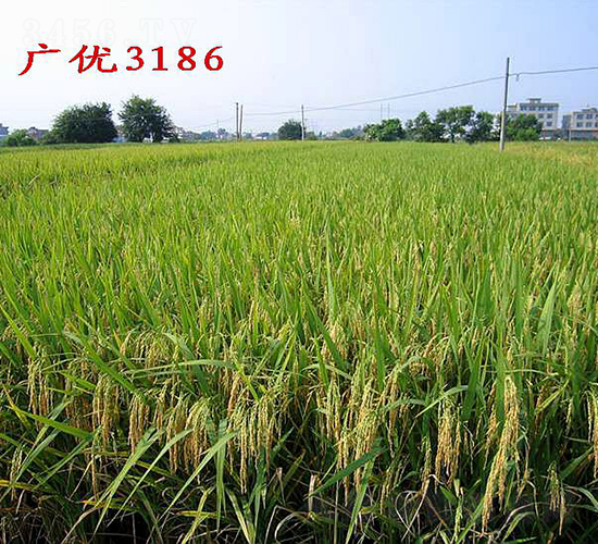 �V��(y��u)3186-ˮ���N��-�����N�I(y��)