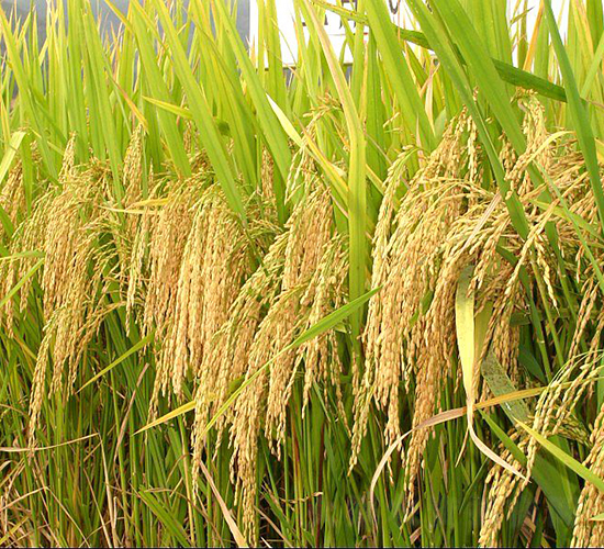 �˃�(y��u)3009-ˮ���N��-�����N�I(y��)