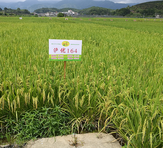 �o��(y��u)164-ˮ���N��-�����N�I(y��)