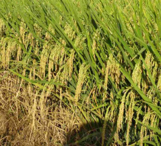 ��̫��(y��u)703-ˮ���N��-�����N�I(y��)