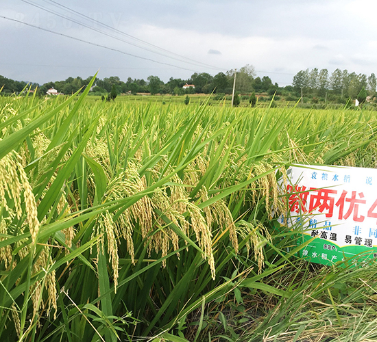 �ՃɃ�(y��u)473-ˮ���N��-Ԭ�Z