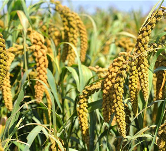 ԥ��48-���ӷN��-����r��